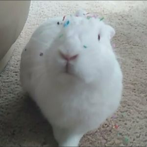 Meet your Posher, Joella